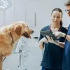 بهترین نرم افزار دامپزشکی